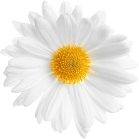 Hvit blomst